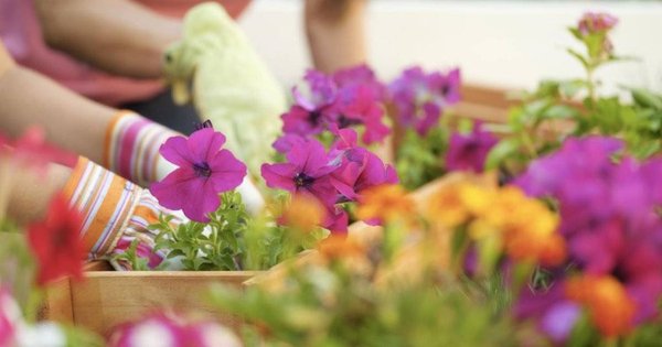 Comment bien assortir ses fleurs dans son jardin ?