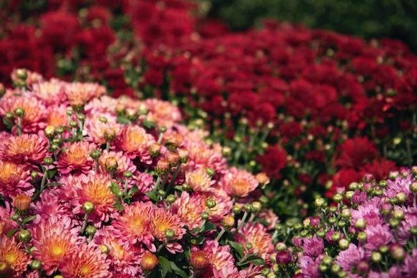 Quels sont les meilleurs conseils pour décorer votre jardin selon les saisons ?