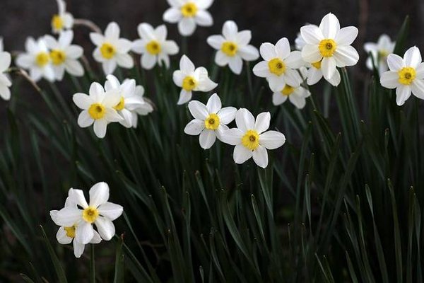 Les plantes, les fleurs et les arbustes à privilégier pour chaque saison