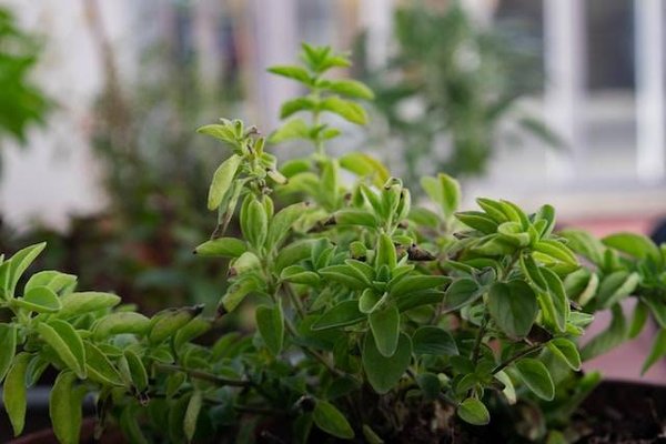 Les étapes pour une décoration de jardin écologique réussie